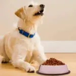 Stainless Steel Non-Skid Pet Feeding Bowl 750 ml
